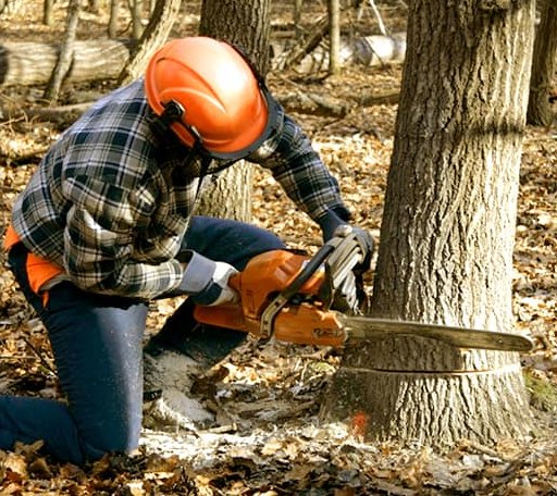 Tree Removal in White Mills, PA